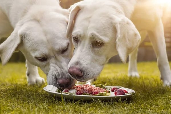 Hundefutter
